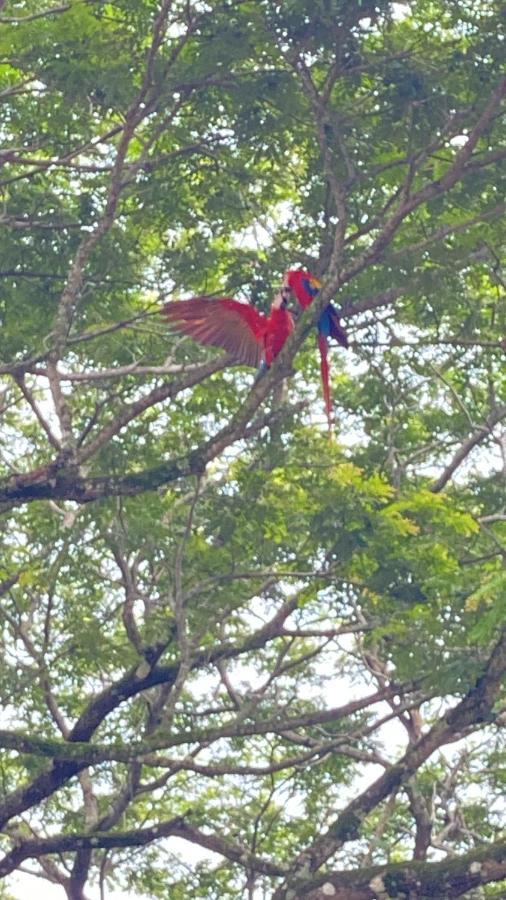 Las Plumas De Cabuya Cabuya  Esterno foto